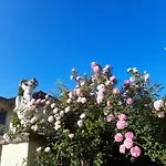 La Provenzale * קמאיורה