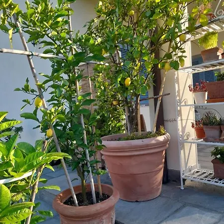 La Provenzale Camaiore