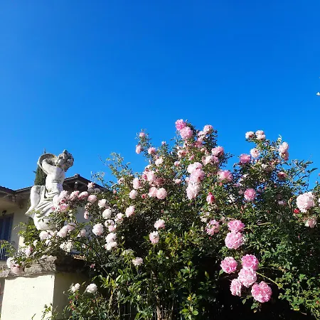 La Provenzale * Camaiore