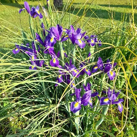 La Provenzale Camaiore